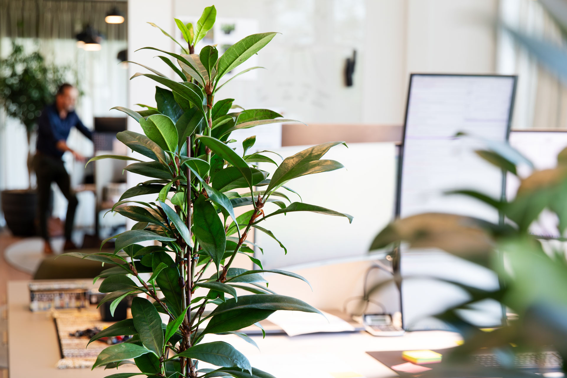 plants