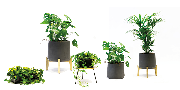 The power of a plant